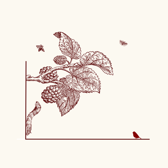 Silk Fabrics