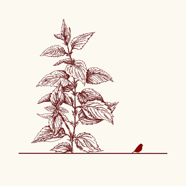 Stinging Nettle Fabrics
