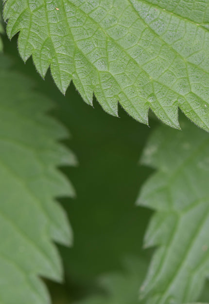 Handwoven Stinging Nettle Fabric: Plant-Dyed Textile, 50" Wide, 320 GSM